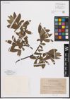 Foto von Salix glauca L. x Salix nigricans Sm. x Salix phylicifolia L.